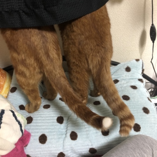 ちゃあ(=^ェ^=)のカバー写真