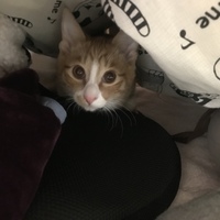 とっと