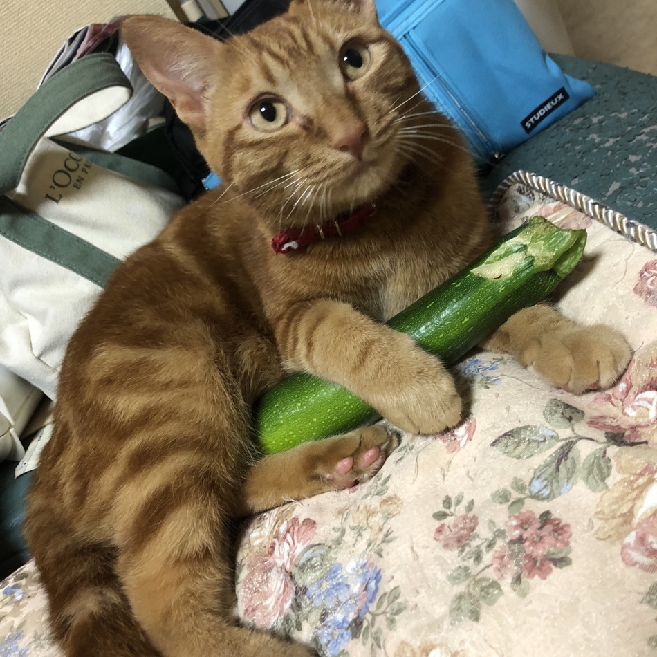 ナッツのカバー写真
