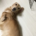 里親さん決まりそうなので受付停止中。