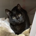 真っ黒猫の紅ほっぺちゃん6ヶ月