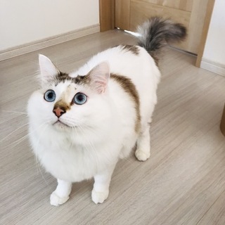 相談中優しい食いしん坊boy