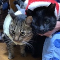甘えん坊兄弟、黒猫ちゃん、キジトラ君。