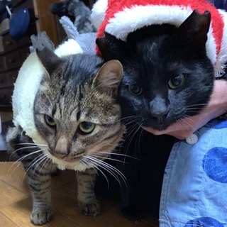 甘えん坊兄弟、黒猫ちゃん、キジトラ君。