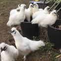 烏骨鶏のオス  優しい里親様の元へ旅達ました