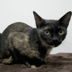 春日井さくら猫の会一月二回目譲渡会