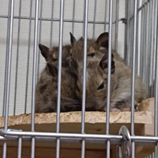 デグー生後1ヵ月