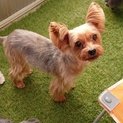 ありがとうございました☆ヨークシャテリア女の子
