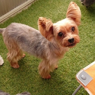 ありがとうございました☆ヨークシャテリア女の子