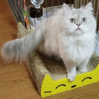 マンチカン長足の女の子