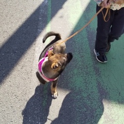 順応性の高い野犬の子達