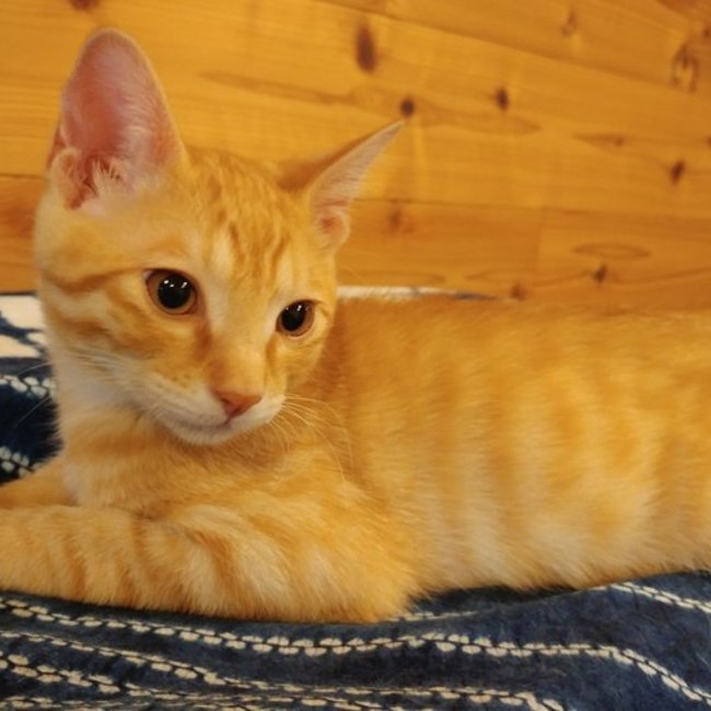 Team for lifeのカバー写真