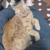 お久しぶりです！最近のこはくはちょっと…でかい(゜▽゜)