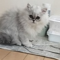 チンチラとペルシャのミックス