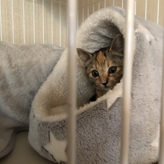 生後3ヶ月程度の大きい目が可愛いらしい女の子です。