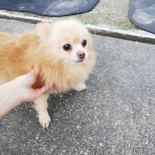 可愛いポメラニアンの女の子