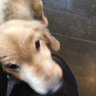 緊急！里親募集。