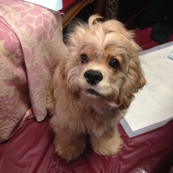 今日のプリンス