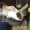 うさぎ サムネイル3