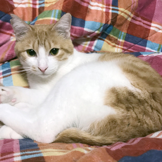 茶白のナウくんご家族様募集中！