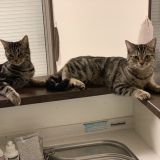 立耳スコテイッシュ三匹の女の子の里親さん募集^_^