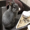 ミニウサギ元気です