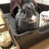 ミニウサギ元気です サムネイル2