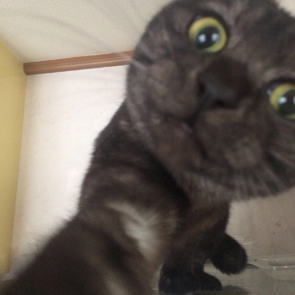 庵のカバー写真