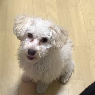 とても元気でやんちゃな男の子です！