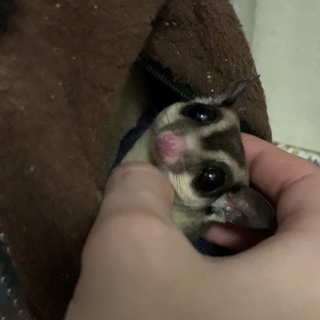 フクロモモンガ 3歳くらい