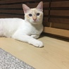 ピーチ