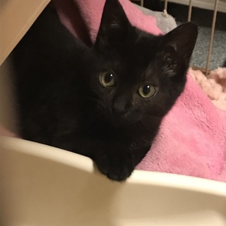 とにかく可愛い黒猫ちゃんの瑠衣君