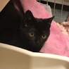 とにかく可愛い黒猫ちゃんの瑠衣君 サムネイル2