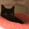とにかく可愛い黒猫ちゃんの瑠衣君 サムネイル3