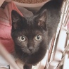 とにかく可愛い黒猫ちゃんの瑠衣君 サムネイル4