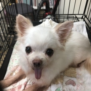 ☆可愛いチワワくん☆トライアルの為一時中止