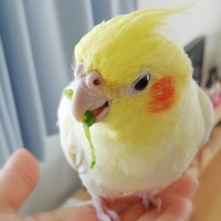 ご応募ありがとうございました　オカメインコ♂️４才