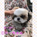 再募集！シーズーのシーちゃん