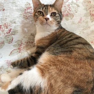 二足歩行ができる縞三毛あかねちゃん♡