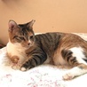 二足歩行ができる縞三毛あかねちゃん♡ サムネイル2