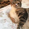 二足歩行ができる縞三毛あかねちゃん♡ サムネイル3