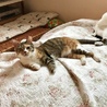 二足歩行ができる縞三毛あかねちゃん♡ サムネイル6