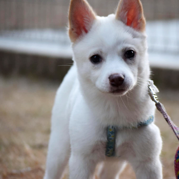 おめめクリクリつぶらな瞳 栃木県 犬の里親募集 2520 ペットのおうち 月間利用者150万人