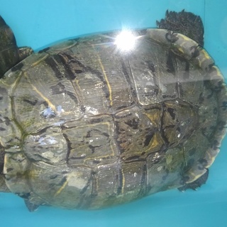 デカいアカミミをよろしく♪