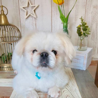 王子（おうじ）おっとりマイペースくん