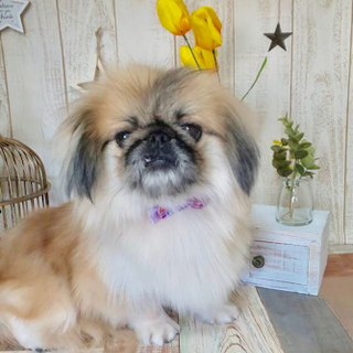 神谷（かみや）穏やかな癒し系女の子