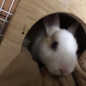 ミニウサギ 里親募集