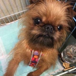 ブリュッセル グリフォン 犬 の里親募集情報 ペットのおうち 月間利用者150万人