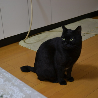 くろねこちゃんです。よろしくおねがいします。
