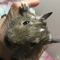 デグーパイドの四カ月の男の子